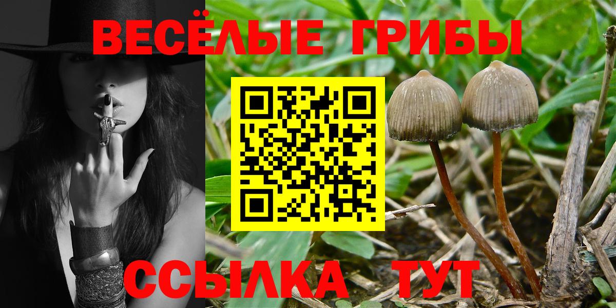 купить наркотик  Курган  Псилоцибиновые грибы Cubensis 